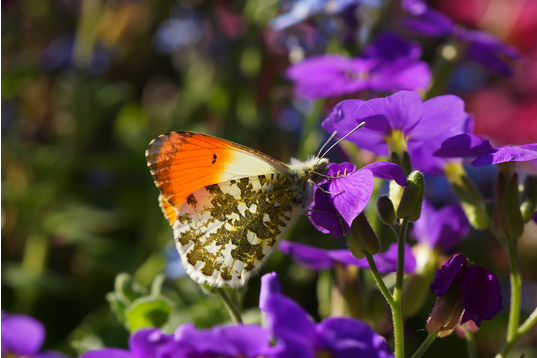 Schmettterling - Anthocharis cardamines